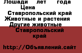 Лошади 10 лет,1,5 года › Цена ­ 70 000 - Ставропольский край Животные и растения » Другие животные   . Ставропольский край